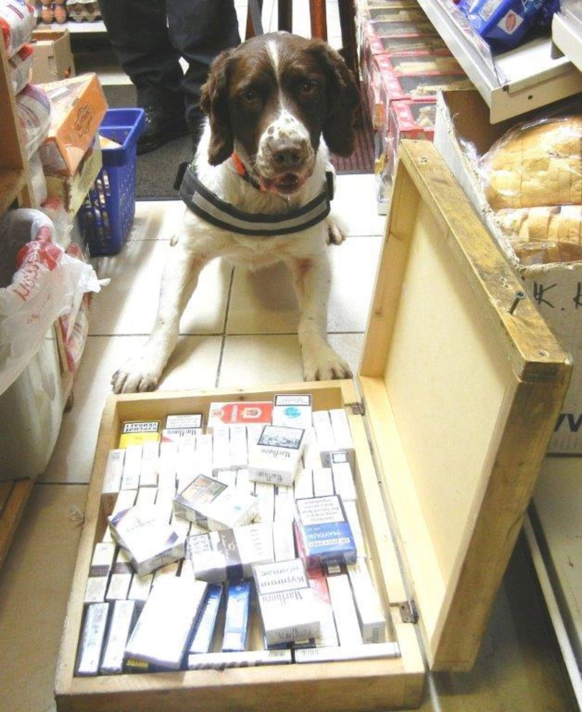 Illegal Tobacco Detection Dog