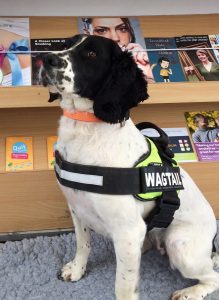 Tobacco Detection Dog Pippa
