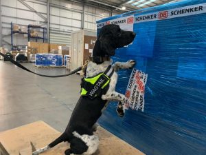 Free running explosive detection dog Ross