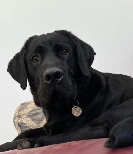 Cash Detection Dog Bear